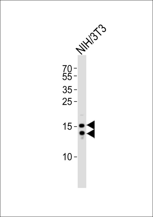 Western blot of lysate from mouse NIH/3T3 cell line, using LC3 Antibody (APG8B). Antibody was diluted at 1:1000. A goat anti-rabbit IgG H&L (HRP) at 1:10000 dilution was used as the secondary antibody. Lysate at 20ug.