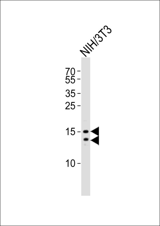 Western blot of lysate from mouse NIH/3T3 cell line, using LC3 Antibody (APG8B). Antibody was diluted at 1:1000. A goat anti-rabbit IgG H&L (HRP) at 1:10000 dilution was used as the secondary antibody. Lysate at 20ug.