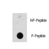 Dot blot of anti-Phospho-MEK1 antibody on nitrocellulose membrane. 50ng of Phospho-peptide or Non Phospho-peptide per dot were adsorbed. Antibody working concentrations are 0.5ug per ml.