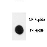 Dot blot of anti-Phospho-MEK1-pS222 Antibody on nitrocellulose membrane. 50ng of Phospho-peptide or Non Phospho-peptide per dot were adsorbed. Antibody working concentrations are 0.5ug per ml.