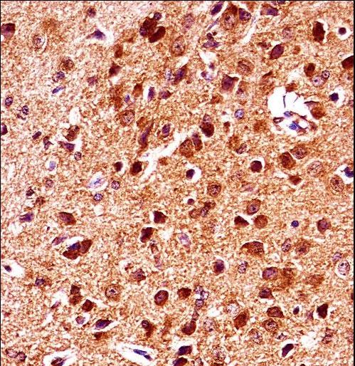 Mouse Gsk3b Antibody immunohistochemistry of formalin-fixed and paraffin-embedded mouse brain tissue followed by peroxidase-conjugated secondary antibody and DAB staining.