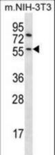 Mouse Gsk3b Antibody western blot of mouse NIH-3T3 cell line lysates (35 ug/lane). The Gsk3b antibody detected the Gsk3b protein (arrow).