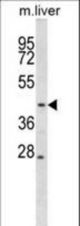 Mouse Map2k2 Antibody western blot of mouse liver tissue lysates (35 ug/lane). The Map2k2 antibody detected the Map2k2 protein (arrow).