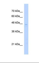 HepG2 cell lysate. Antibody concentration: 1.0 ug/ml. Gel concentration: 12%.