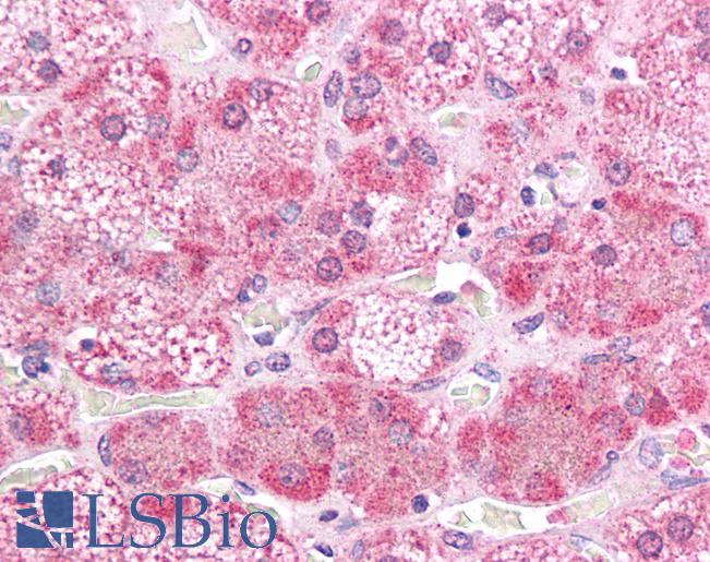 Anti-MAP2K2 / MEK2 antibody IHC of human adrenal. Immunohistochemistry of formalin-fixed, paraffin-embedded tissue after heat-induced antigen retrieval. Antibody LS-B4671 concentration 5 ug/ml.