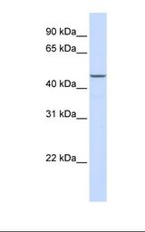 HepG2 cell lysate. Antibody concentration: 1.0 ug/ml. Gel concentration: 12%.