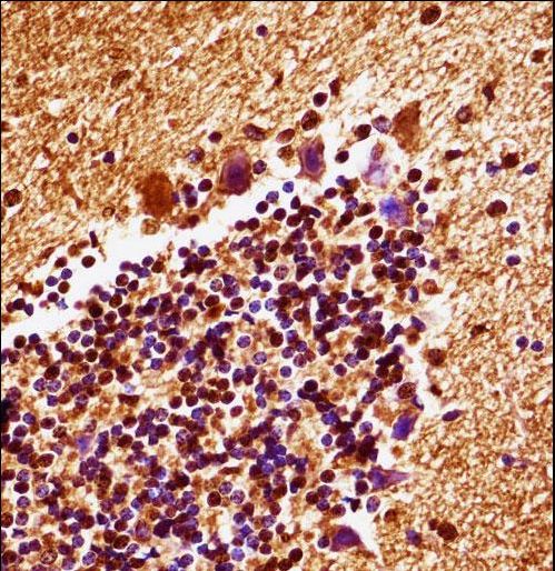 Mouse Map2k4 Antibody immunohistochemistry of formalin-fixed and paraffin-embedded mouse cerebellum tissue followed by peroxidase-conjugated secondary antibody and DAB staining.