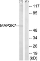 Western blot of extracts from NIH-3T3 cells, using MAP2K7 (Ab-271) Antibody. The lane on the right is treated with the synthesized peptide.