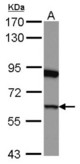 Sample (30 ug of whole cell lysate) A: HeLa 7.5% SDS PAGE GSPT1 antibody diluted at 1:1000