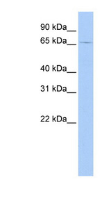 GSPT2 antibody LS-C102620 Western blot of MCF7 cell lysate.