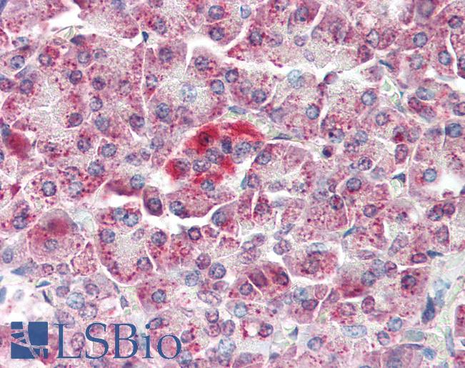 Anti-MAP3K5 / ASK1 antibody IHC of human pancreas. Immunohistochemistry of formalin-fixed, paraffin-embedded tissue after heat-induced antigen retrieval. Antibody LS-B3206 concentration 5 ug/ml.