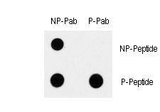 Dot blot of Phospho-MAP3K7-S192 polyclonal antibody on nitrocellulose membrane. 50ng of Phospho-peptide or Non Phospho-peptide per dot were adsorbed. Antibody working concentration was 0.5ug per ml. P-antibody: phospho-antibody; P-Peptide: phospho-peptide; NP-Peptide: non-phospho-peptide.