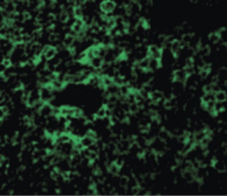 Immunofluorescence of TAK1 in Rat Thymus cells with TAK1 antibody at 10 ug/ml.