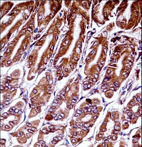 Mouse Map3k7 Antibody immunohistochemistry of formalin-fixed and paraffin-embedded mouse stomach tissue followed by peroxidase-conjugated secondary antibody and DAB staining.