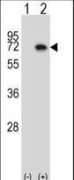 Western blot of Map3k7 (arrow) using rabbit polyclonal Mouse Map3k7 Antibody. 293 cell lysates (2 ug/lane) either nontransfected (Lane 1) or transiently transfected (Lane 2) with the Map3k7 gene.