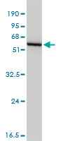 GSS monoclonal antibody (M03), clone 4B6-2C7. Western blot of GSS expression in NSO.