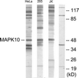 Western blot of extracts from HeLa/293/Jurkat cells, using MAPK10 Antibody. The lane on the right is treated with the synthesized peptide.