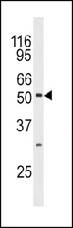 Western blot of anti-JNK3 Antibody in mouse brain tissue lysates (35 ug/lane). JNK3 (arrow) was detected using the purified antibody.
