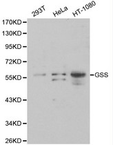 Western blot of GSS pAb in extracts from 293T, Hela and HT-1080 cells.