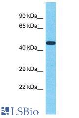 GSS / Glutathione Synthetase antibody Western Blot of U937. Antibody dilution: 1 ug/ml.