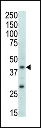 Western blot of anti-MAPK11 antibody in mouse brain tissue lysate. MAPK11 (arrow) was detected using purified antibody. Secondary HRP-anti-rabbit was used for signal visualization with chemiluminescence.