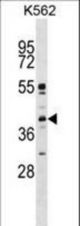 P38beta Antibody (Ctr) western blot of K562 cell line lysates (35 ug/lane). The P38beta antibody detected the P38beta protein (arrow).