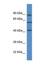 MAPK12 / ERK5 antibody LS-C135387 Western blot of Mouse Liver lysate. Antibody concentration 1 ug/ml.