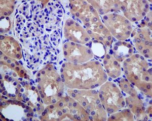 IHC of paraffin-embedded human kidney tissue using anti- GSS antibody.