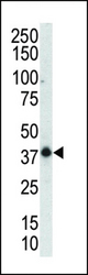 Western blot of anti-P38gamma C-term antibody in mouse muscle tissue lysate. P38gamma (arrow) was detected using purified antibody. Secondary HRP-anti-rabbit was used for signal visualization with chemiluminescence.