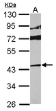 Sample (30 ug of whole cell lysate) A: HepG2 10% SDS PAGE MAPK13 / SAPK4 antibody diluted at 1:1000