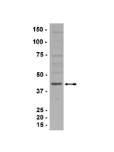 WB: 1-4g/ml of this lot detected p38/SAPK4 in RIPA lysates from C6 rat glioma cells