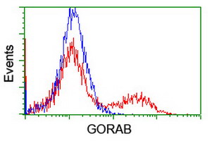 HEK293T cells transfected with either overexpress plasmid (Red) or empty vector control plasmid (Blue) were immunostained by anti-GORAB antibody, and then analyzed by flow cytometry.