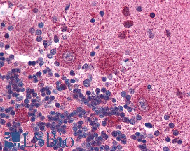 Anti-MAPK14 / p38 antibody IHC of human brain, cerebellum. Immunohistochemistry of formalin-fixed, paraffin-embedded tissue after heat-induced antigen retrieval. Antibody LS-B986 concentration 5 ug/ml.