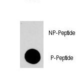 Dot blot of anti-MAPK14-pY323 Phospho-specific antibody on nitrocellulose membrane. 50ng of Phospho-peptide or Non Phospho-peptide per dot were adsorbed. Antibody working concentrations are 0.5ug per ml.