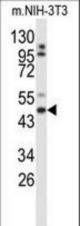 Western blot of GORAB Antibody in mouse NIH-3T3 cell line lysates (35 ug/lane). GORAB (arrow) was detected using the purified antibody.
