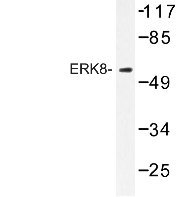 Western blot of ERK8 (D171) pAb in extracts from HepG2 cells.
