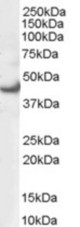 (0.3 ug/ml) staining of 293 lysate (35 ug protein in RIPA buffer). Primary incubation was 1 hour. Detected by chemiluminescence.