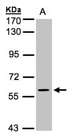 Sample (30 ug whole cell lysate). A: H1299. 7.5% SDS PAGE. MAPK4 / ERK4 antibody diluted at 1:1000