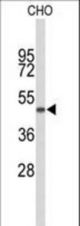 Western blot of GORAB Antibody in CHO cell line lysates (35 ug/lane). GORAB (arrow) was detected using the purified antibody;