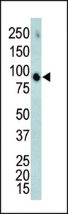 Western blot of anti-ERK4 antibody in mouse brain tissue lysate. ERK4 (arrow) was detected using purified antibody. Secondary HRP-anti-rabbit was used for signal visualization with chemiluminescence.