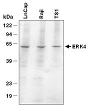 Detection of ERK4. Lysates from human LnCap, human Raji, and mouse TS1 cells were resolved by SDS-PAGE, transferred to an Immobilon-P membrane, and immunoblotted with 2 ug/ml anti-ERK4. A one minute exposure to film is shown.