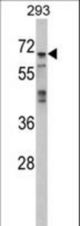 Western blot of MAPK4 Antibody in 293 cell line lysates (35 ug/lane). MAPK4 (arrow) was detected using the purified antibody.