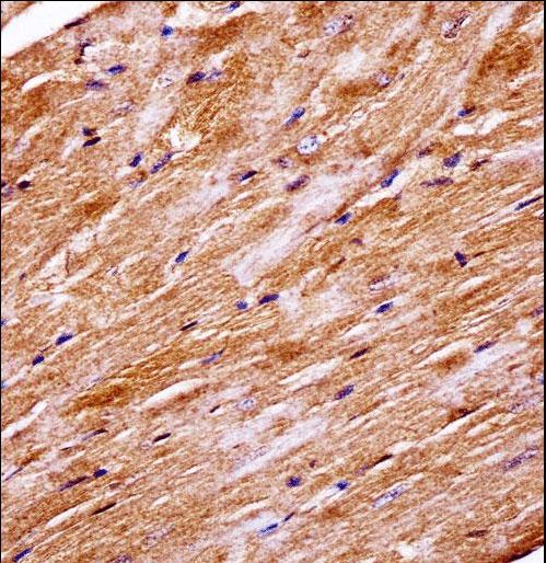 Mouse Mapk4 Antibody immunohistochemistry of formalin-fixed and paraffin-embedded mouse heart tissue followed by peroxidase-conjugated secondary antibody and DAB staining.