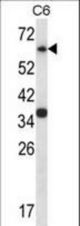 Mouse Mapk4 Antibody western blot of C6 cell line lysates (35 ug/lane). The Mapk4 antibody detected the Mapk4 protein (arrow).