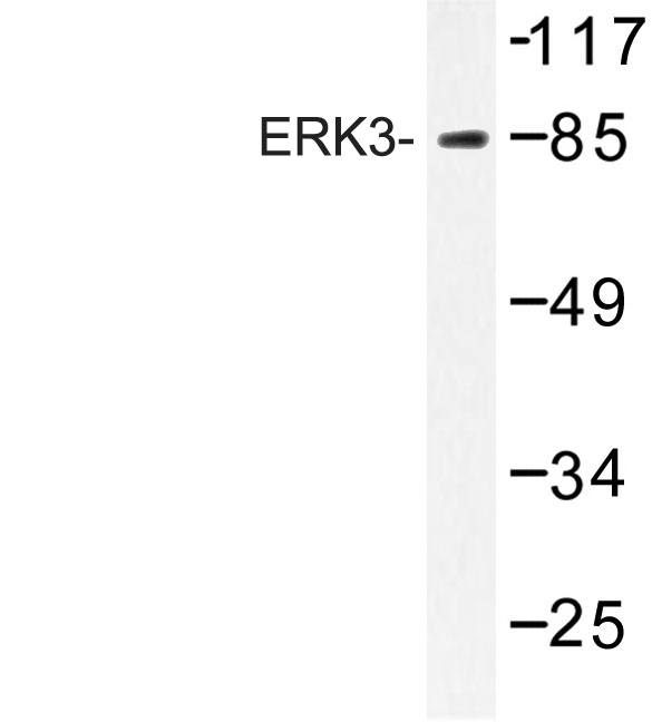 Western blot of ERK3 (D475) pAb in extracts from K562 cells.