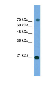 MAPK6 antibody LS-C135383 Western blot of Transfected 293T cell lysate.