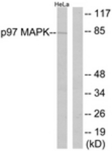 Western blot of extracts from HeLa cells, using p97 MAPK (Ab-189) Antibody. The lane on the right is treated with the synthesized peptide.