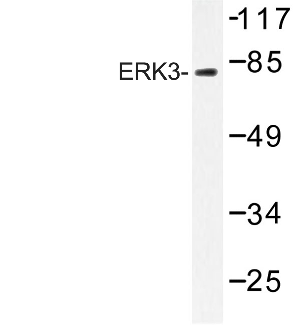 Western blot of ERK3 (K185) pAb in extracts from HeLa cell.