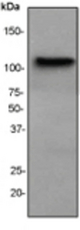Western blot analysis on Hela cell lysate using anti-ERK3 antibody, dilution 1:1000.