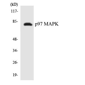 Western blot of the lysates from Jurkat cells using p97 MAPK antibody.